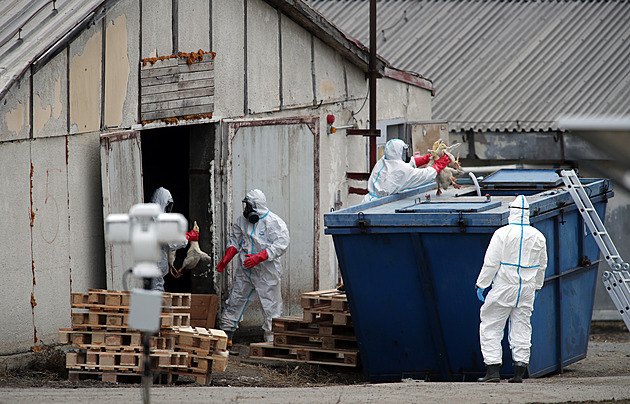 Na Nymbursku veterináři utratili kachny s ptačí chřipkou, pomáhali jim vězni