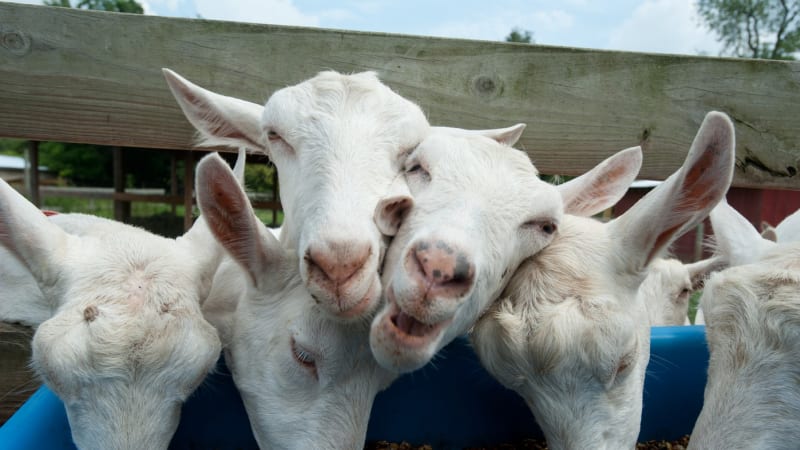 Děti líbaly kozy pokryté výkaly. Smrtícím parazitem se na britské farmě nakazily stovky lidí