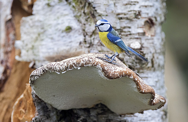 Při zimním houbaření nepřehlédněte březovník. Pro lepší imunitu i trávení