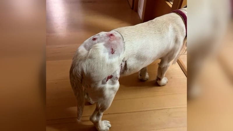 Smečka psů napadla v Brně dívku a její štěně. Žena musela na ošetření, pes na operaci