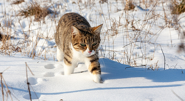 Vybírejte nejroztomilejší lednové mazlíčky. Hrají o české krmivo, vy o knížku