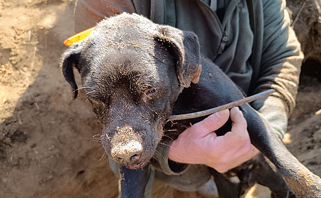 VIDEO: Bagr, lopaty i kamera. Hasiči v lese zachránili loveckého psa, uvázl v noře