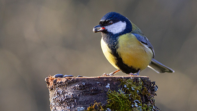 Krmítkům na Vysočině kraluje sýkora, polepšil si kos. Nejvíce je však vrabců