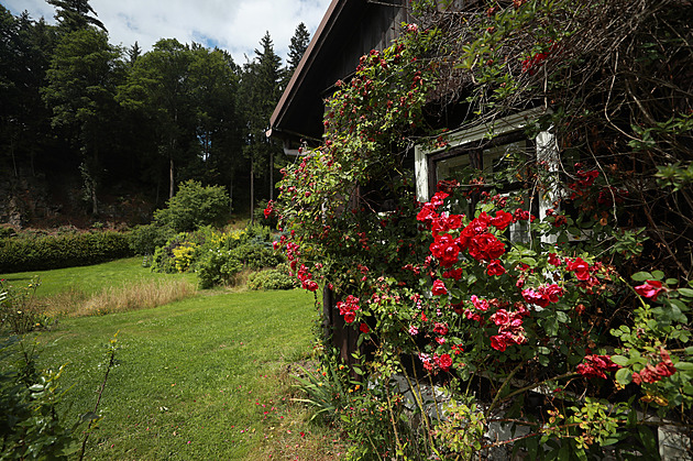 Teď přichází rozhodující týdny pro muškáty. Co udělat, aby kvetly celé léto
