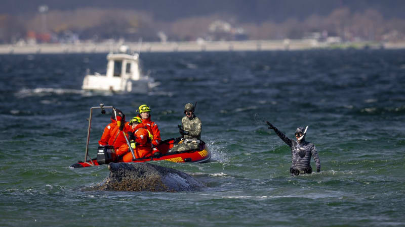 Šťastný konec záchrany velryby. Keporkakovi se podařilo dostat v Německu do hluboké vody