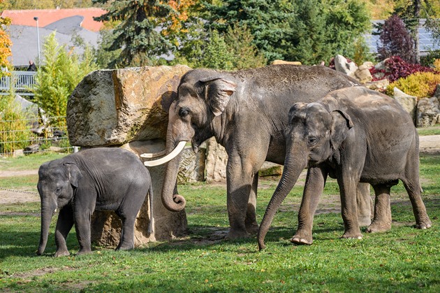 Navštivte zvířecí ikony Zoo Praha. 30 zastávek, které nesmíte minout