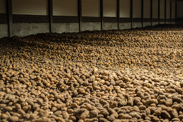 Tisíce tun brambor, které nikdo nechce. Česká úroda jde za pár korun do bioplynek