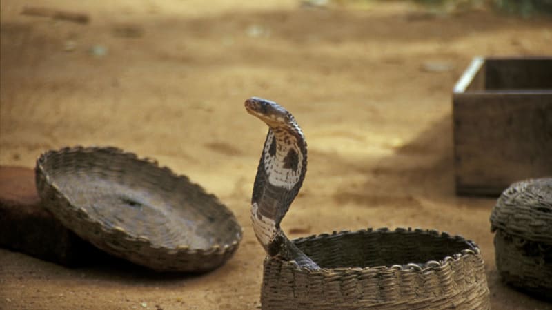 Show krotitele hadů skončila smrtí. Turistovi v Egyptě plaz vlezl do kalhot, uštkl ho