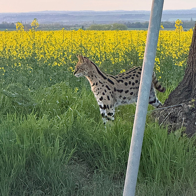 Je to serval na útěku? Hlídka ho sledovala u Brandýsa, pak jí zmizel v poli s řepkou