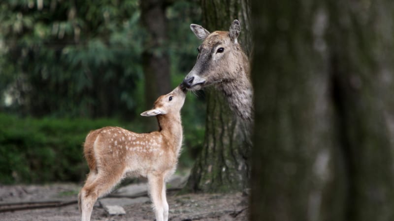 Ráj kolouchů v ostravské zoo: Narodilo se jich 12. Většina patří k druhům vyhubeným v přírodě