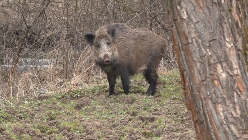 Bachyně zaútočila na ženu jen pár metrů od domu. Zlín instaluje pachové ohradníky a varuje