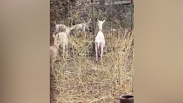 Psi roztrhali kozu v chovné stanici. Otřesné video prověřují veterináři i kriminalisté